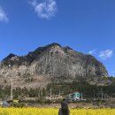 제주고메밀면 이미지