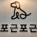 포근포근 | 포근포근 애견미용 봄맞이 털갈이미용 신길동애견미용추천