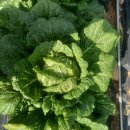 풍년농장 이미지