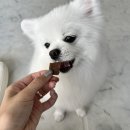 댕댕셰프 네이버블로그