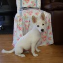 하나유키 이미지