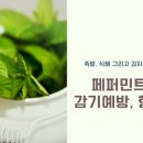페퍼민트 이미지