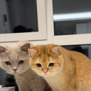 방배로25길 54-1 이미지