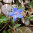 숲속반디 이미지