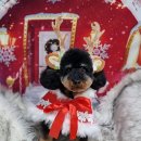 초롱애견 이미지