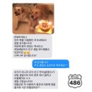 486펫콜 | 부산 펫택시 486펫콜 - [후기] 리트리버 쿠크 견주님 | 애견택시/반려동물 택시/반려동물이동서비스