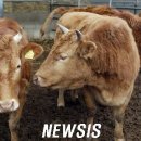 내단농장 이미지