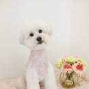 투숑펫살롱 이미지