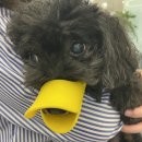 지동범 동물 안과 치과병원 이미지