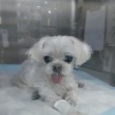 24시 더나은동물메디컬센터 이미지