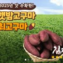 의령농협농산물가공사업소 | 6시내고향 햇고구마와 고구마말랭이 전북 김제