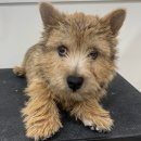 두루몽실 이미지