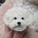 댕스윗 | 강아지수제케이크, 택배로 받아도 퀄리티좋은 댕스윗