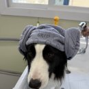 클라라애견 이미지