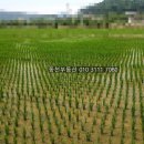 동읍1230 이미지