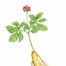 코리아 코리아 고려~ 이미지