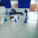 파파퍼피 DOG하우스 이미지