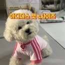 5kg비숑 아디다스펫 의류 캘리 티셔츠 xs에서 s로 공홈 교환 사이즈 팁