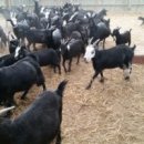 토종흑염소농장 이미지