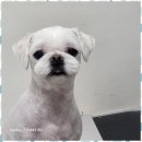 우리집 멍뭉 이미지