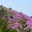 창원 천주산 (진달래산)639M 이미지