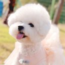 강아지부띠끄