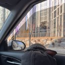 문차이나 | 명절 일상🤍 빠둥이랑 인천 자유공원 산책 &amp; 차이나타운 문차이나 애견동반 후기