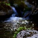 이영춘「풀잎」 이미지