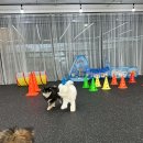 일보시개 24시 애견호텔&애견유치원 이미지