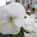 팬지 이미지