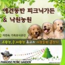 와우애견 이미지