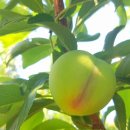 진들농장 이미지