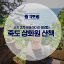 4/5(토)서천제1경 마량리동백숲,죽도상화원,충청수영성,홍원항 쭈꾸미 여행 이미지