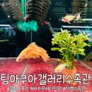 울산 팀아쿠아ㅣ팀아쿠아갤러리수족관 하프문베타 입양