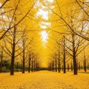 홍천군청 | &#39;황금빛 숲&#39; 홍천 은행나무숲! 최적 방문 시기(절정기)와 주차 대란 피하는 법