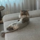 유어캣 고양이병원 | [고양이 간식 추천] 캣디피 고양이 닭고기 트릿 추천 후기