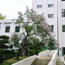 홍대쌀국수경희대국제캠퍼스점 | 겹벚꽃명소 경희대 국제캠퍼스 실시간 만개 핫플