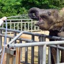 코끼리세탁 이미지