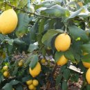 하늘이네 농장 이미지