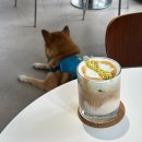 응암애견 | 응암/역촌 분위기 좋은 애견동반카페 : 아몬드페페