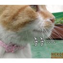 그루밍 이미지