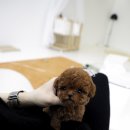 조이퍼피 강아지분양 이미지