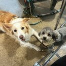 종로애견미용 | 종로애견미용학원 주말반 취업 지원 받고 다닌 후기