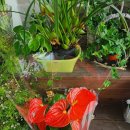 대광농원 이미지