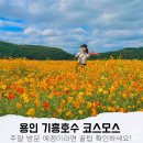 지에스25 단구공원점 | 기흥호수공원 코스모스 축제 주말 주차장 꿀팁