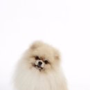 초이스펫 이미지