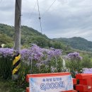 경북 문경:: 봉천사 개미취 축제* 보라빛세상~~
