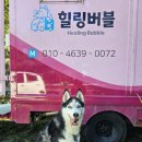 멍빨 | 힐링버블 대형견 출장목욕 후기(강아지 멍빨 꿀팁 공유)
