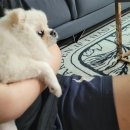 소양동 소양로현대 경로당 | 춘천강아지교배가평 철원 포메교배후기 ♥