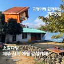 과일향 민박 | 제주 서쪽 애월 감성카페 '소길다방' 고양이가 머무는 커피 맛집 추천